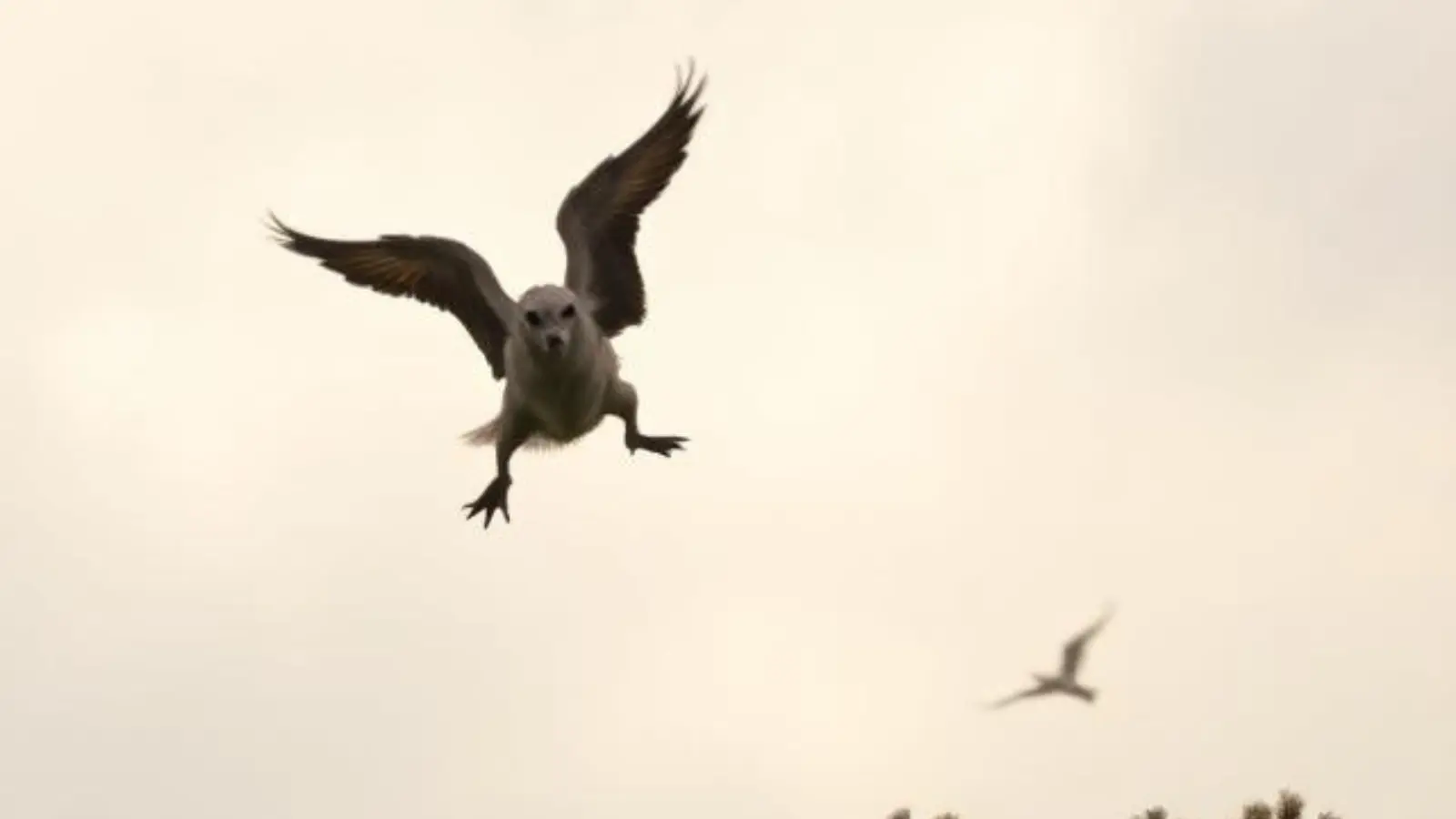 joke flying over head